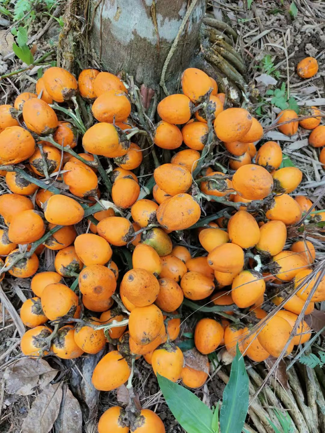  海南本地槟榔种子